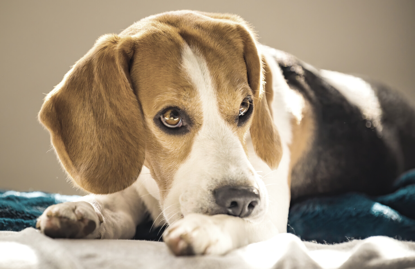  Hund hat Juckreiz an den Pfoten und knabbert