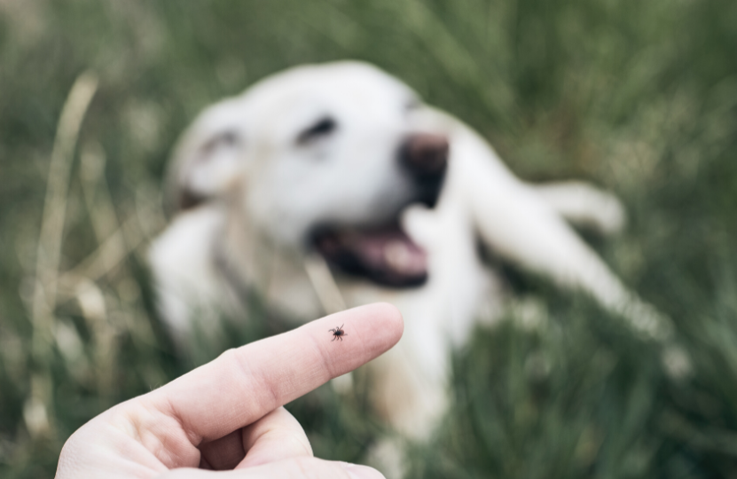 udstødning Byblomst Normalt Flåter og flåtangreb hos hunde: Specialiserede oplysninger til hundeejere